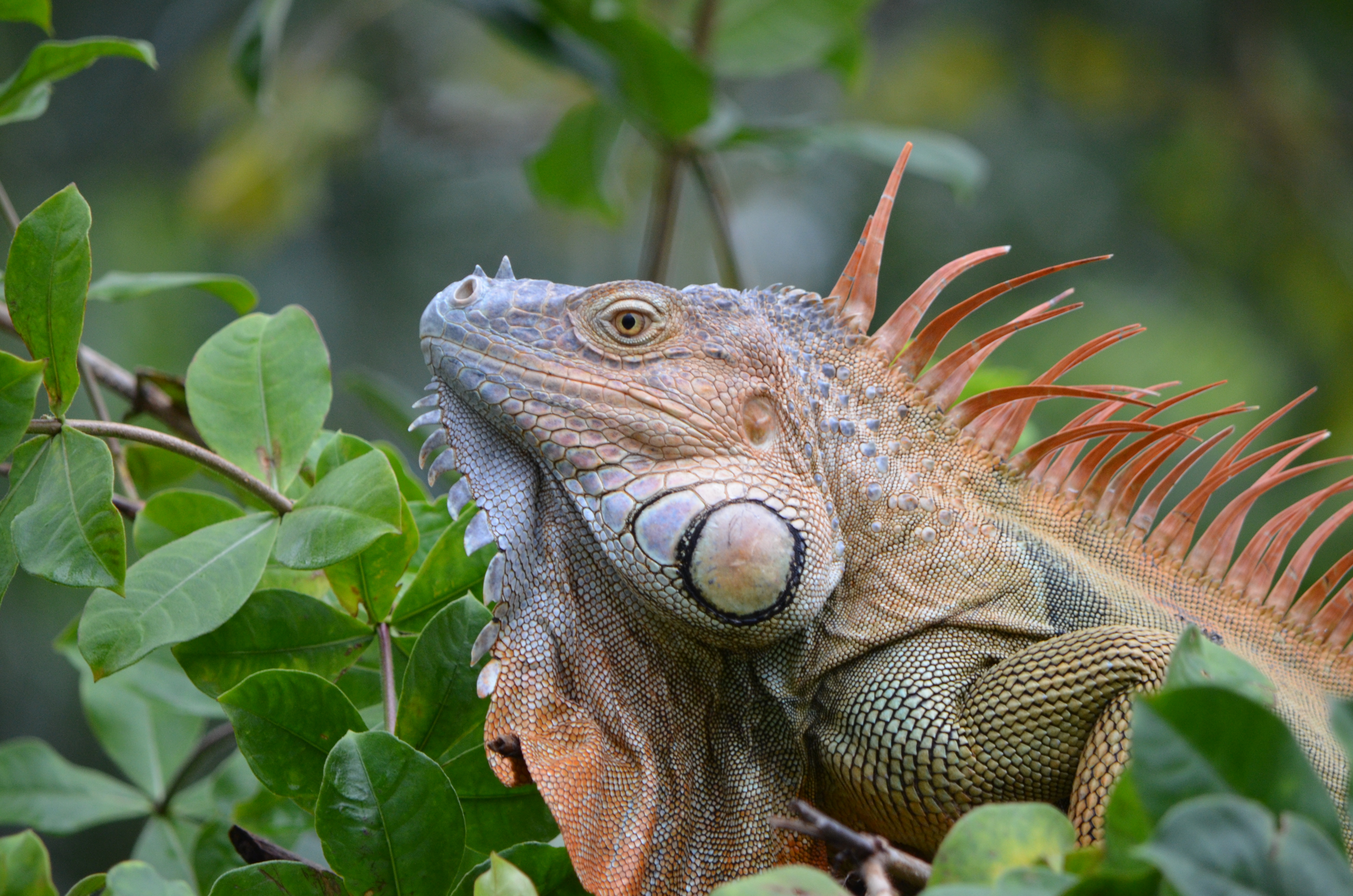 Le COSTA RICA