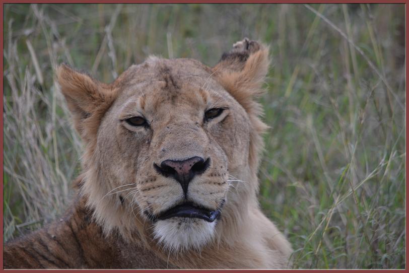 Safari dans les reserves du Serengeti-N'Gorongoro-Tarengire